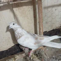 کفتر|پرنده|قم, مهر آباد|دیوار