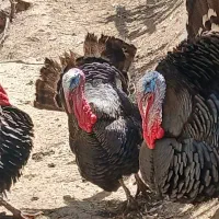 بوقلمون و تخم بوقلمون فروشی