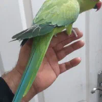 طوطی ملنگو ماده