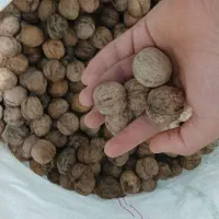 گردو کیلویی ۴۰۰ هزار تومان|خوردنی و آشامیدنی|دهدشت, |دیوار