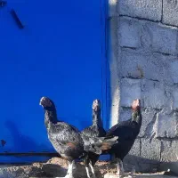 مرغ‌وخروس‌لاری|حیوانات مزرعه|نیر (اردبیل), |دیوار