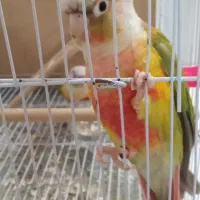 جفت گرینچیک نر و ماده|پرنده|مشهد, کوی المهدی|دیوار