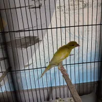 ۲جفت قناری یسرجیبر سوقدیم