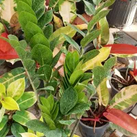 انواع گیاهان آپارتمانی و بستر آماده کاشت (خاک برگ)|گل و گیاه طبیعی|بستان آباد, |دیوار