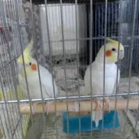 عروس هلندی|پرنده|هرسین, |دیوار