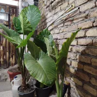 گلهای آپارتمانی ح راج