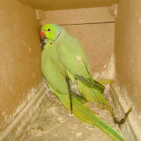 طوطی، ،مرغ عشق