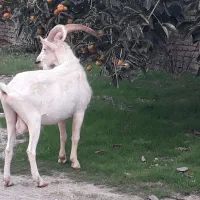 نر بزسانن اصیل|حیوانات مزرعه|ساری, |دیوار