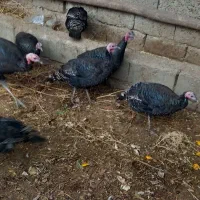 بوغقلمو|حیوانات مزرعه|لیلان, |دیوار