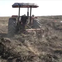 علوفه بادام زمینی