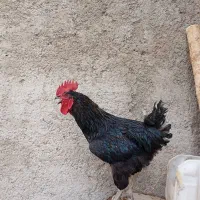 خروس سیاه محلی