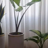 گل بابا آدم
