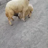 میش بره داشتی