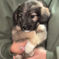 سگ پا کوتاه|سگ|گلپایگان, |دیوار