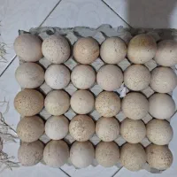 تخم بوقلمون تازه و نطفه دار بردسیر