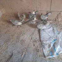 مرغ سیبرایت