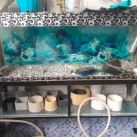 آکفاریون ماهی|ماهی|قزوین, |دیوار