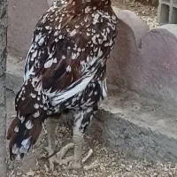 تخم لاری دانگ بالاخروس مرغ لاری