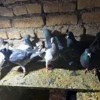 کفتر|پرنده|جلگه رخ, |دیوار