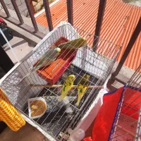 2جفت مرغ عشق