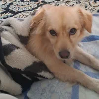 چیکو حیون خونگیم گم شده