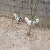تخم مرغ گلین