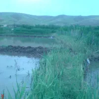 اجاره زمین شالیزار روستای حصار قرانقو|اجارهٔ دفتر صنعتی، کشاورزی، تجاری|میانه, |دیوار