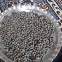 کاه