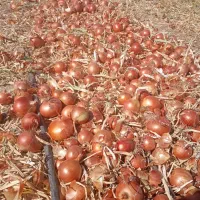 کارگر جهت برداشت پیاز|استخدام خدمات فروشگاه و رستوران|زنجانرود, |دیوار