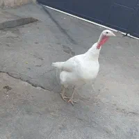 بوقلمون نر و ماده|حیوانات مزرعه|دزفول, |دیوار