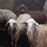 بز نر و دو عدد بره ماده سالم