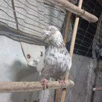 کفتر|پرنده|بندرعباس, |دیوار
