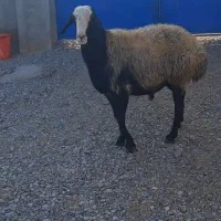 قوچ شال زلزله