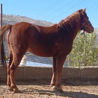 خریدو فروش اسب پالونی|اسب و تجهیزات اسبسواری|ثلاث باباجانی, |دیوار