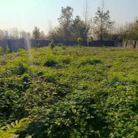 با-پول-زمین-باغی-زمین-سند-دار-مسکونی-بخر-با