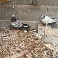 کبوتر|پرنده|رشت, حومه رشت|دیوار