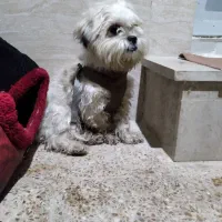 سگ پشمالو ماده