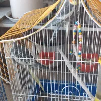 عروس هلندی|پرنده|شوط, |دیوار