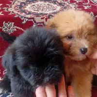 سگ ها پاکوتا پشمالوه