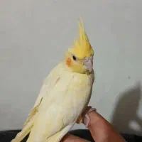 فروش عروس هلندی خیابان جی