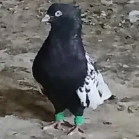 سینه سیاه تمیز یه جفت نوک سفید .وجفت.کله دم سیاه