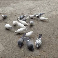 کفتر ،کبوتر پرشی|پرنده|فردیس, کوی نور|دیوار