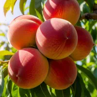 نهال گردو دماوندی مقاوم به سرما و رشد یکنواخت|خدمات باغبانی و درختکاری|مشهد, بهشت|دیوار