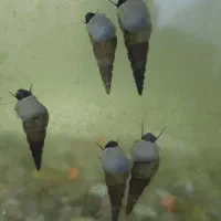 حلزون شیپوری مولد