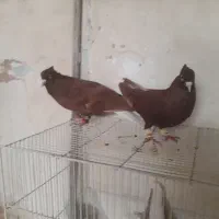 نرماده‌جفتگاه‌اس|پرنده|مشهد, رضاییه|دیوار