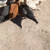 جوجه و مرغ|حیوانات مزرعه|بزینه رود, |دیوار