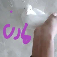 کبوتر|پرنده|مشکیندشت, |دیوار