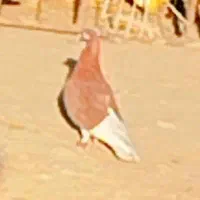 کفتر|پرنده|گنبد کاووس, |دیوار