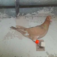 ۴ تا کفتر پرشی باهم