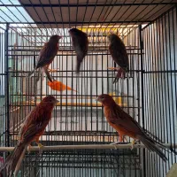 قناری ماده دارچینی|پرنده|قائمشهر, |دیوار